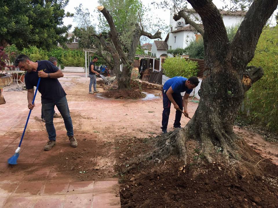 trasplantar olivos con Liebherr
